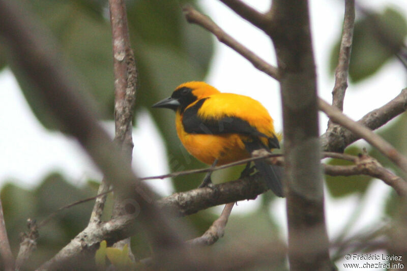 Yellow-backed Orioleadult, identification