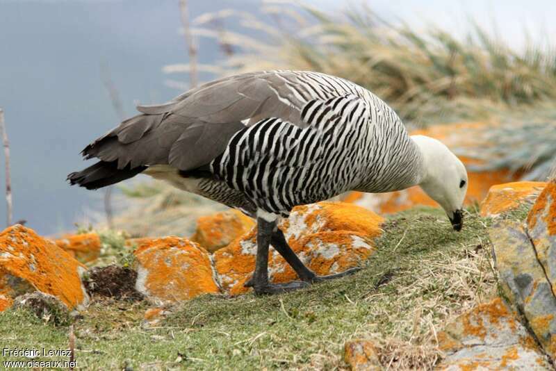 Upland Goose male
