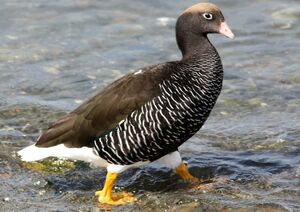 Kelp Goose