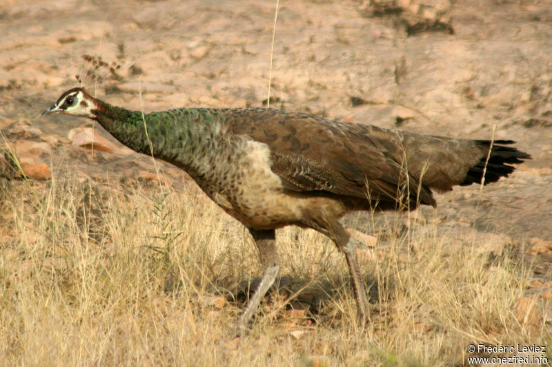 Indian Peafowl female adult post breeding