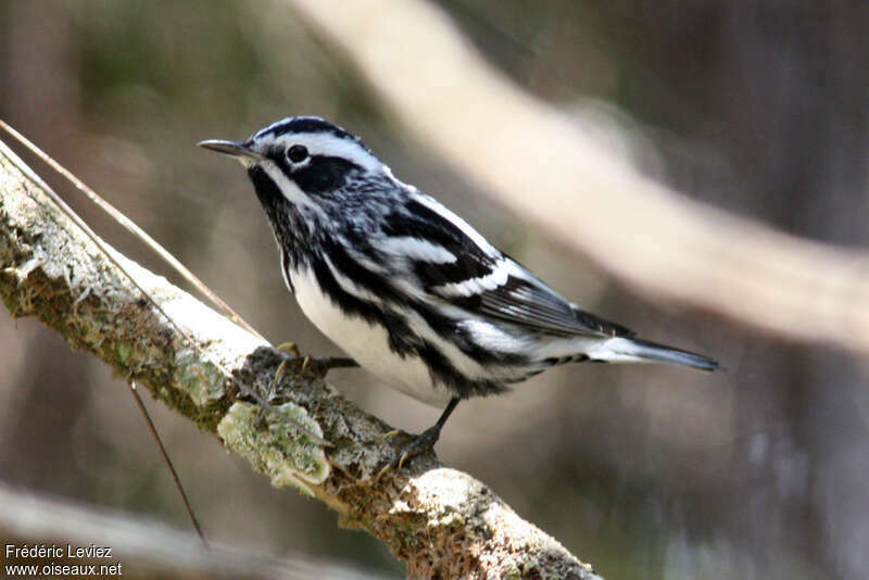 Black-and-white Warbler male adult breeding, identification