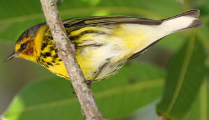 Cape May Warbler
