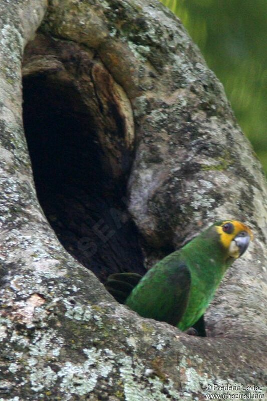 Yellow-fronted Parrotadult