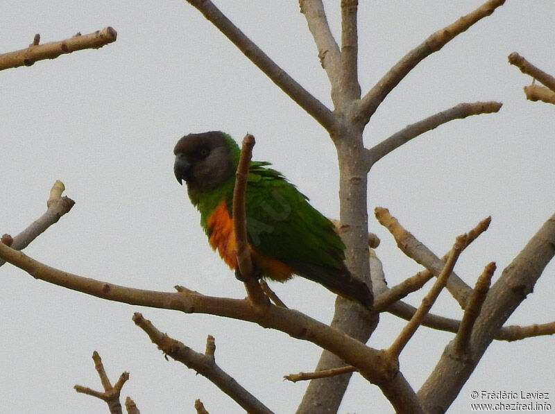 Senegal Parrotadult, identification, close-up portrait
