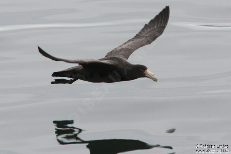 Southern Giant Petrelimmature