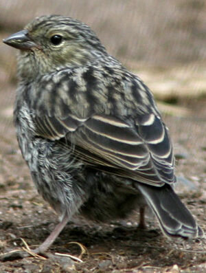 Plumbeous Sierra Finch