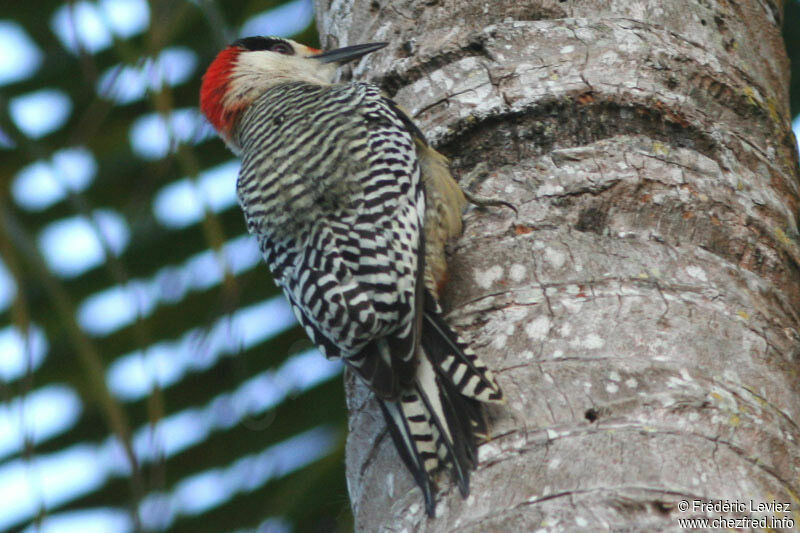 West Indian Woodpecker male adult