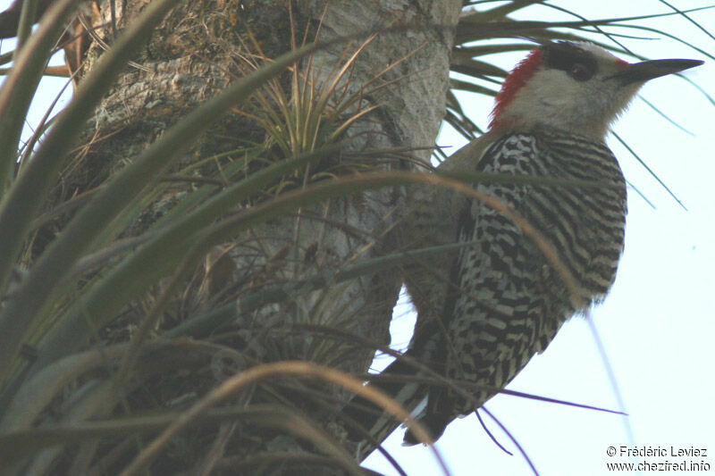 West Indian Woodpecker male adult