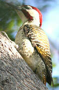Bennett's Woodpecker