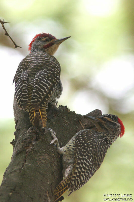 Nubian Woodpecker , identification