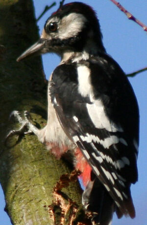 Great Spotted Woodpecker 
&copy; Fr�d�ric Leviez