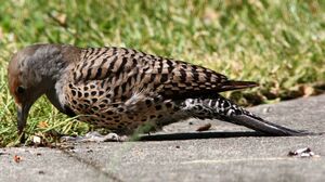 Northern Flicker