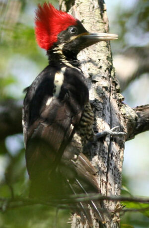 Lineated Woodpecker
