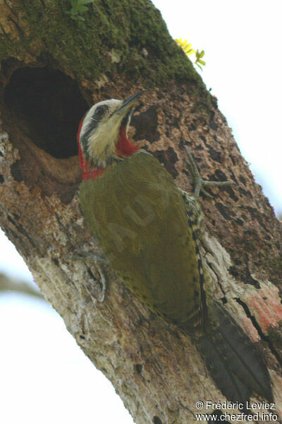Cuban Green Woodpecker male adult