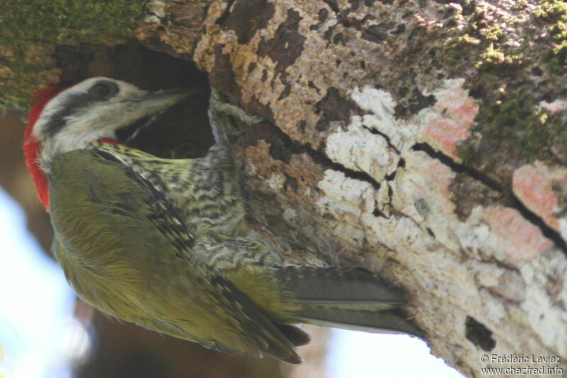 Cuban Green Woodpecker male adult