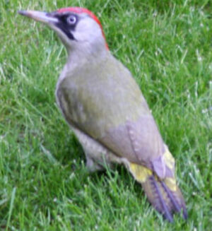 European Green Woodpecker 
&copy; Fr�d�ric Leviez