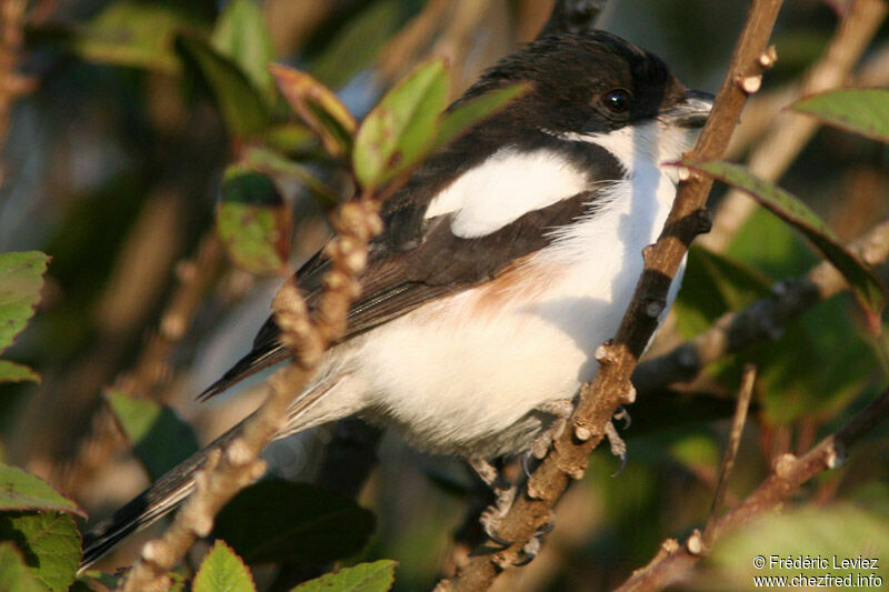 Northern Fiscal female adult