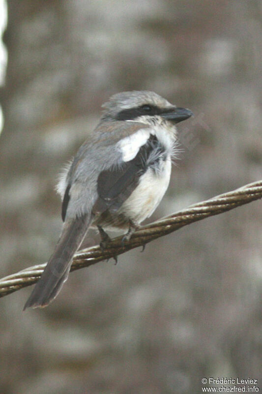 Mackinnon's Shrike, identification