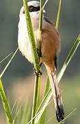 Long-tailed Shrike