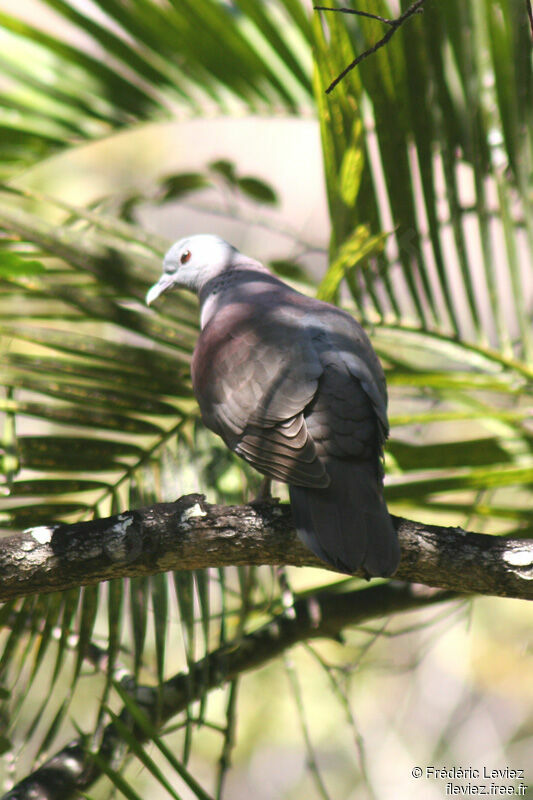 Pigeon de Madagascaradulte