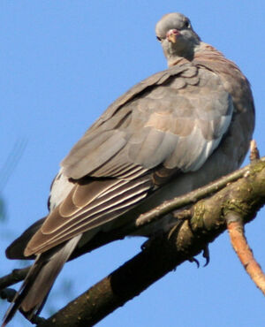 Pigeon ramier
