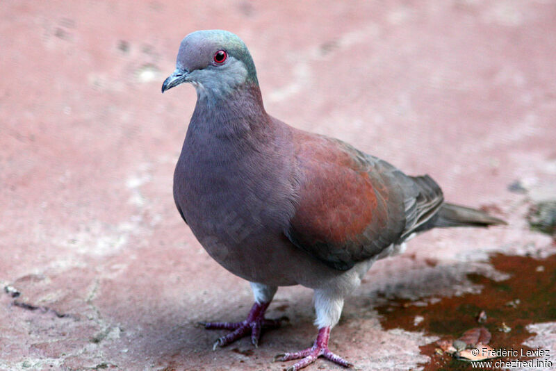 Pigeon roussetadulte, identification