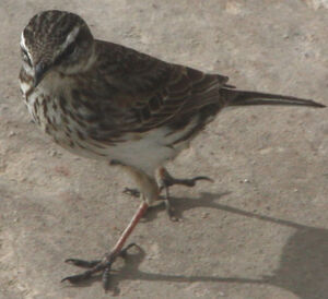 New Zealand Pipit