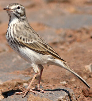 Pipit de Berthelot