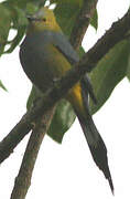 Long-tailed Silky-flycatcher