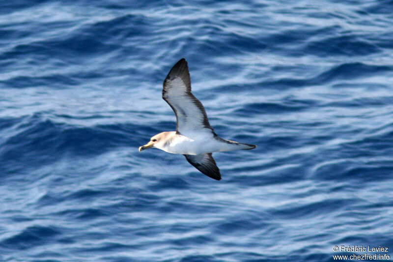 Puffin cendré - Calonectris diomedea