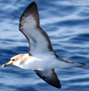 Puffin cendré