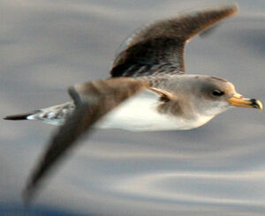 Puffin cendré