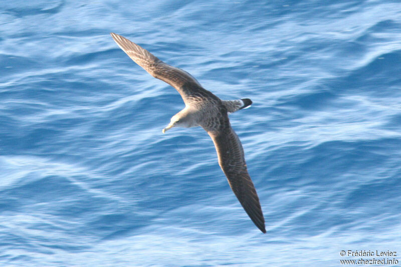 Puffin cendré - Calonectris diomedea