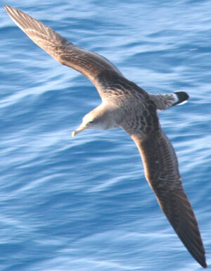 Puffin cendré