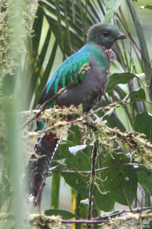 Quetzal resplendissant femelle adulte, identification