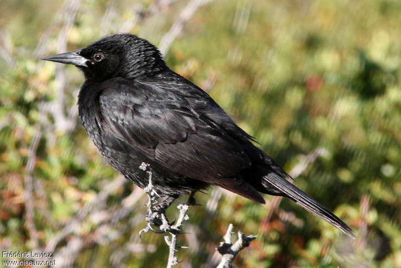 Austral Blackbirdadult, identification