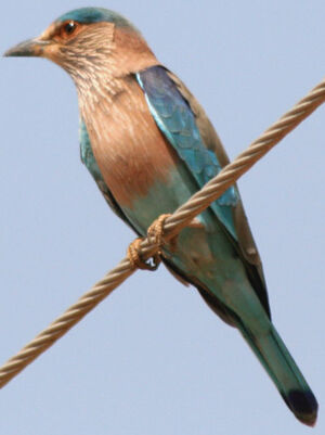 Indian Roller