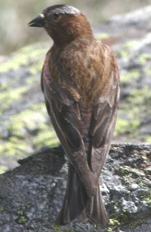 Roselin � t�te grise