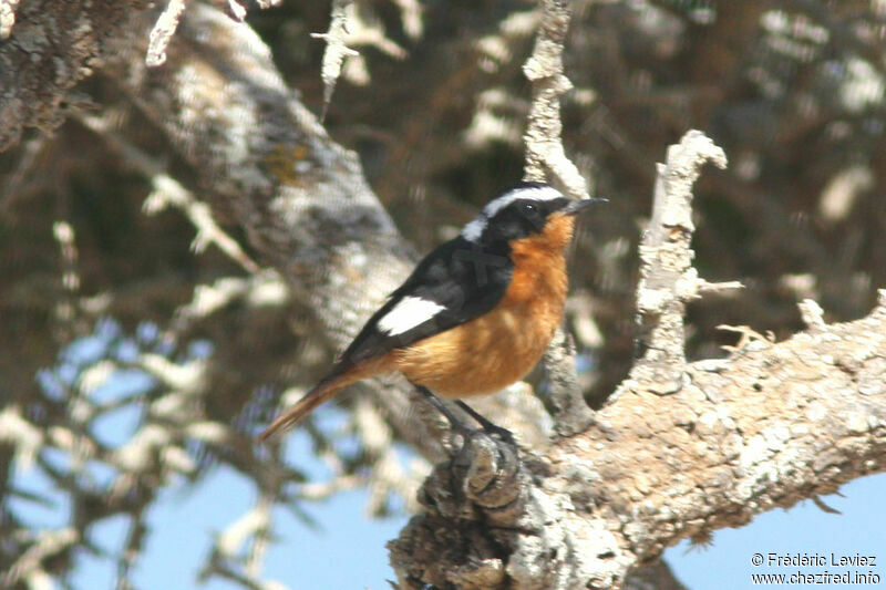 Moussier's Redstart male adult, identification