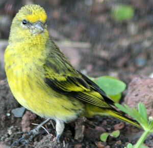 Serin � calotte jaune