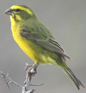 Serin de Sainte-H�l�ne