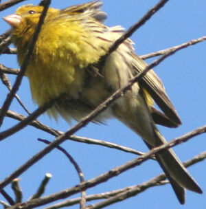 Atlantic Canary