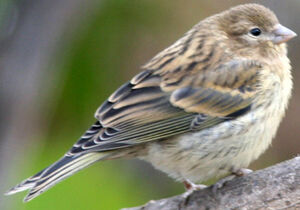 Atlantic Canary