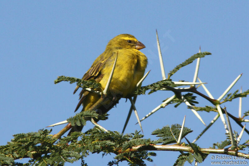 Brimstone Canary male adult, identification