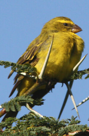 Brimstone Canary