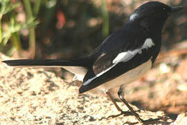 Madagascan Magpie-Robin