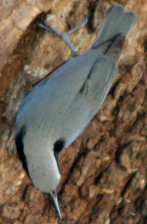 Indian Nuthatch