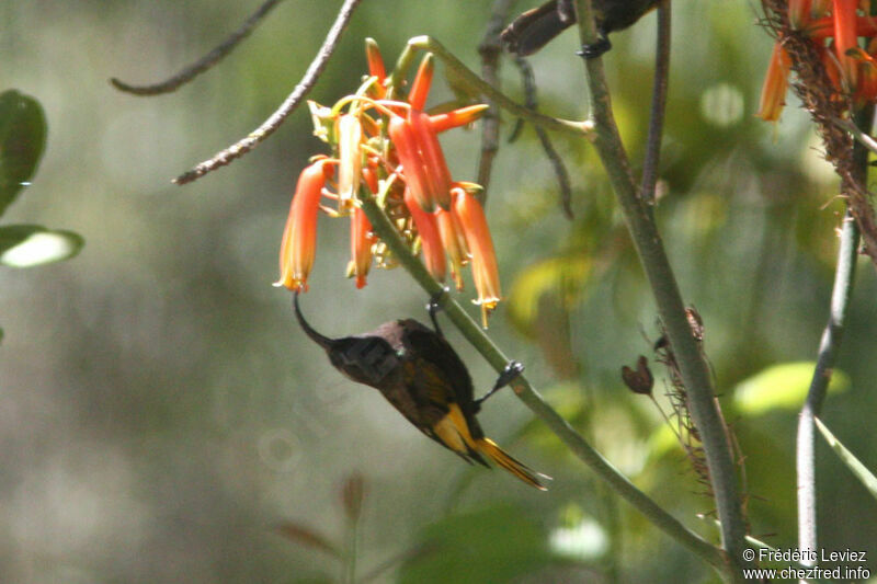 Golden-winged Sunbird male adult, identification, feeding habits