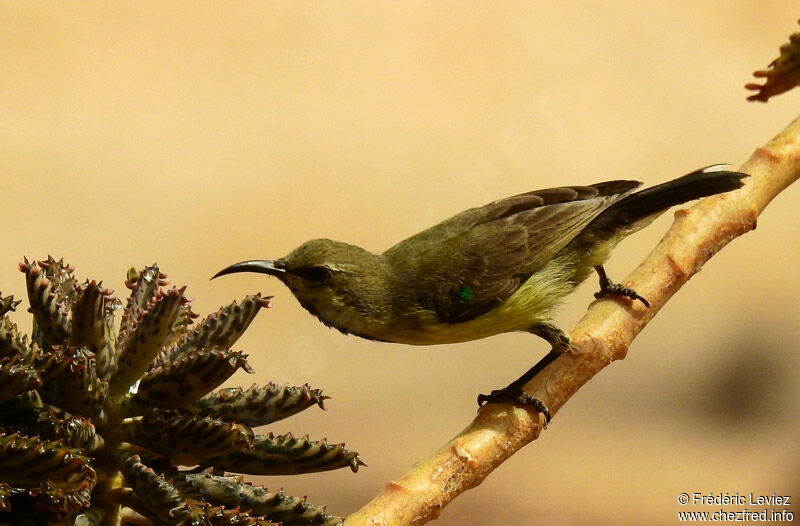 Beautiful Sunbird male adult post breeding, identification, close-up portrait