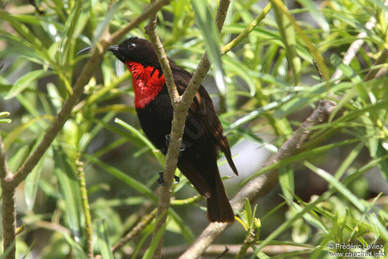 Souimanga à poitrine rouge mâle adulte, identification